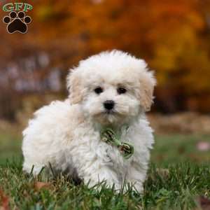 Teddy, Toy Poodle Puppy